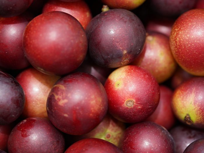 Camu Camu Puree